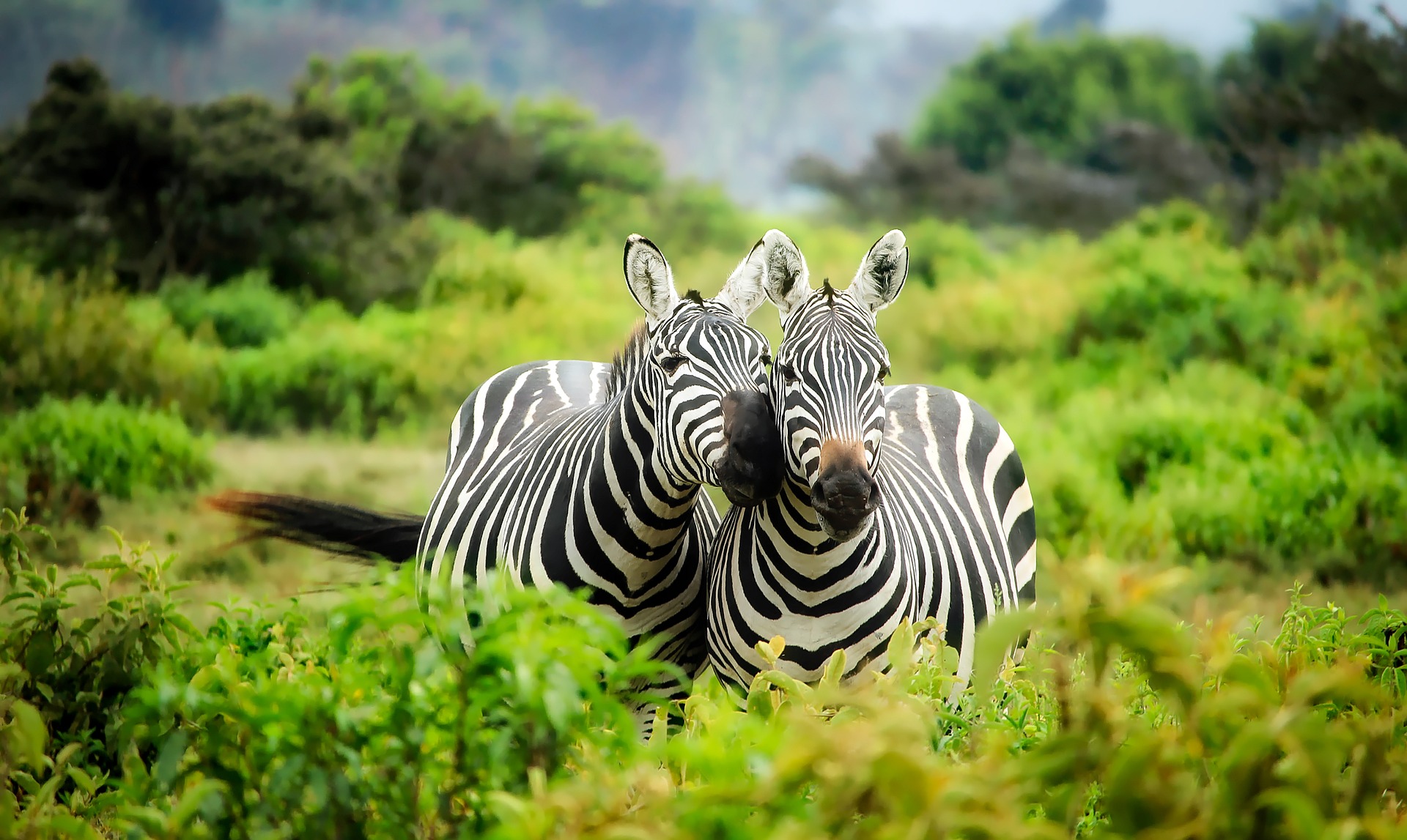 Voyage : quel pays pour un safari photo en Afrique ?