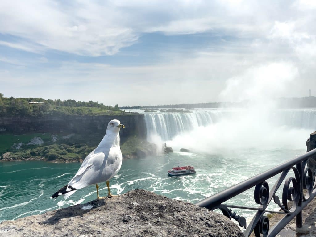 Mouette aux chutes