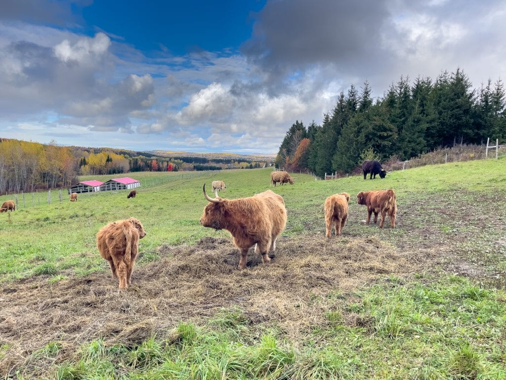 Boeufs Highland La Caboche