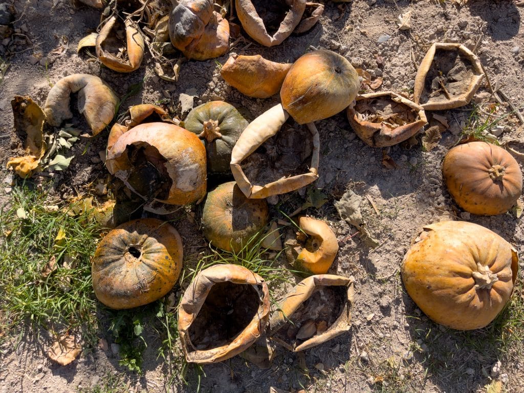 Citrouilles évidées en Cappadoce