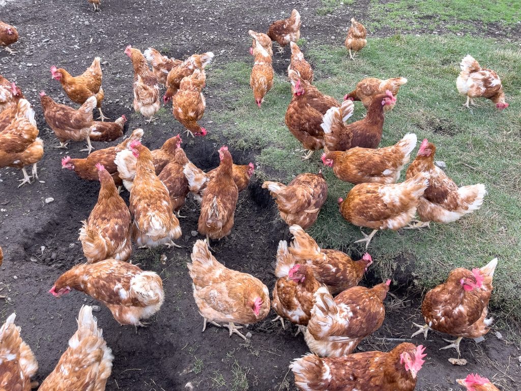 Poules La Caboche