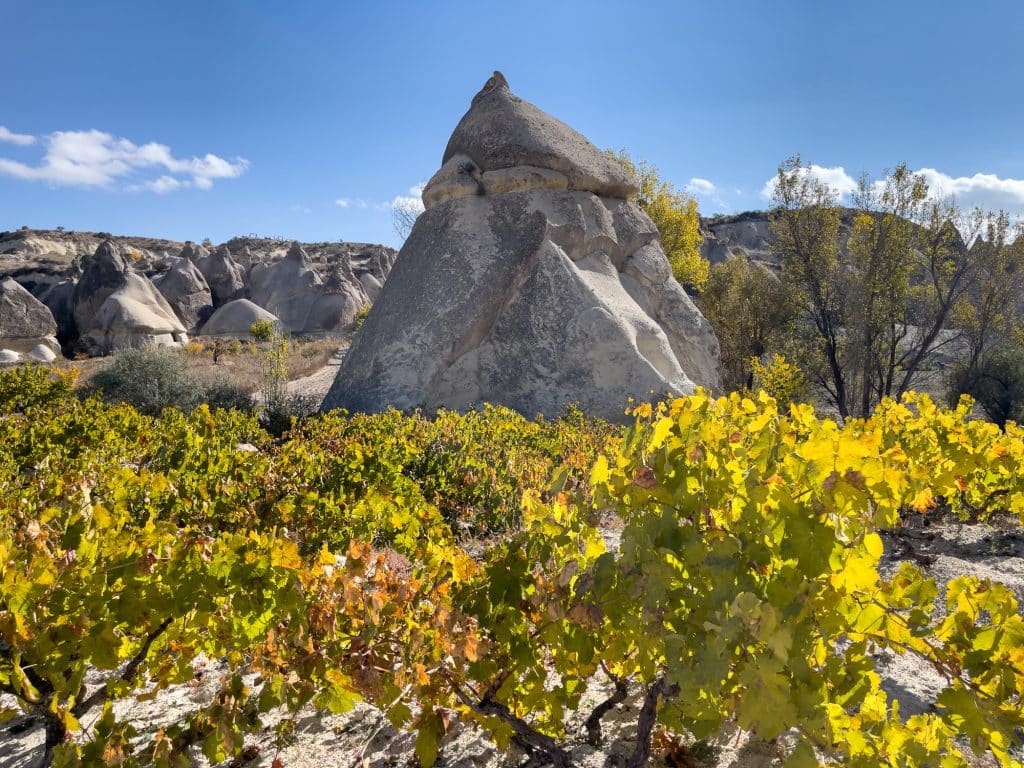 Vignes de la vallée de l'amour