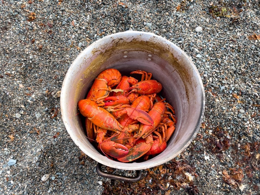 Fruits de mer sur la plage - Quoi manger à Terre-Neuve-et-Labrador?